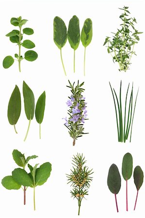 rosemary flower - Herb leaf selection of rosemary,  lemon balm, chives, thyme, yew, oregano and sage varieties, isolated over white background. Stock Photo - Budget Royalty-Free & Subscription, Code: 400-04205995