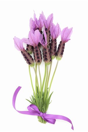 simsearch:400-05372314,k - Lavender herb flower posy tied with a purple ribbon, isolated over white background. Lavandula. Stockbilder - Microstock & Abonnement, Bildnummer: 400-04206127