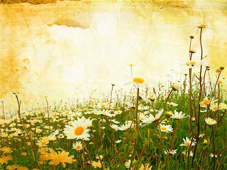 simsearch:400-06068658,k - Beautiful grunge background with meadow of daisies Stock Photo - Budget Royalty-Free & Subscription, Code: 400-04206132