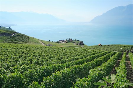 Vineyards in Switzerland on Lake Geneva Stock Photo - Budget Royalty-Free & Subscription, Code: 400-04206153