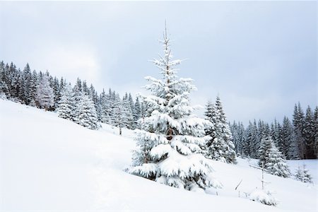 simsearch:400-04319458,k - winter calm dull mountain landscape with fir trees  on slope (Kukol Mount, Carpathian Mountains, Ukraine) Stock Photo - Budget Royalty-Free & Subscription, Code: 400-04206278