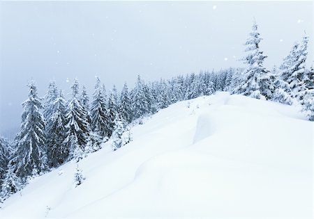 simsearch:400-04319458,k - winter calm mountain landscape with snowfall ang beautiful fir trees  on slope (Kukol Mount, Carpathian Mountains, Ukraine) Stock Photo - Budget Royalty-Free & Subscription, Code: 400-04206280