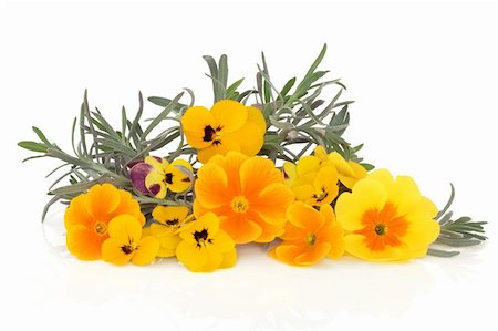 Lavender herb leaf sprigs and yellow viola flowers isolated over white background. Herbs for skincare. Stock Photo - Budget Royalty-Free & Subscription, Code: 400-04206371