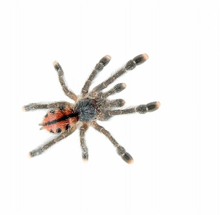 simsearch:400-07680450,k - Tarantula spider isolated on white background Foto de stock - Super Valor sin royalties y Suscripción, Código: 400-04206507