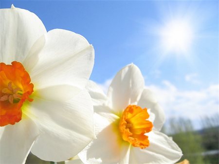 simsearch:400-04035571,k - Spring flower - narcissus on the background of sky and clouds Stock Photo - Budget Royalty-Free & Subscription, Code: 400-04206701