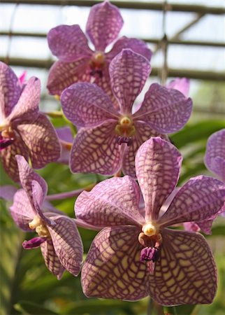 simsearch:400-07510882,k - Multi colored pink and purple orchid in a garden Stockbilder - Microstock & Abonnement, Bildnummer: 400-04206714