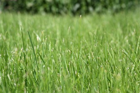 simsearch:400-05318999,k - Background of fresh grass, shallow depth of field, soft areas for type legibility Photographie de stock - Aubaine LD & Abonnement, Code: 400-04206719