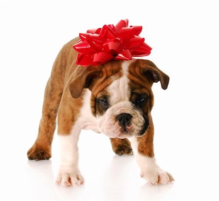 dog christmas background - adorable english bulldog with red bow on his head standing Stock Photo - Budget Royalty-Free & Subscription, Code: 400-04206910