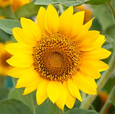 sun flower seed - Beautiful sunflower against a background of leaves Stock Photo - Budget Royalty-Free & Subscription, Code: 400-04206951