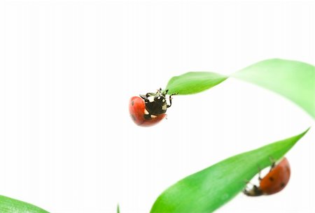 simsearch:400-05883361,k - red ladybug on green grass isolated on white Photographie de stock - Aubaine LD & Abonnement, Code: 400-04207595