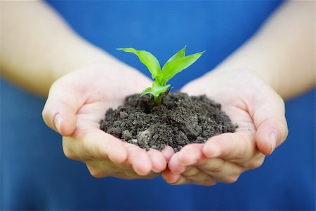 plant in the hand on  green background Stock Photo - Budget Royalty-Free & Subscription, Code: 400-04207601