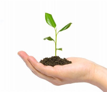 simsearch:400-04806477,k - plant in the hand on dark white background Stock Photo - Budget Royalty-Free & Subscription, Code: 400-04207612