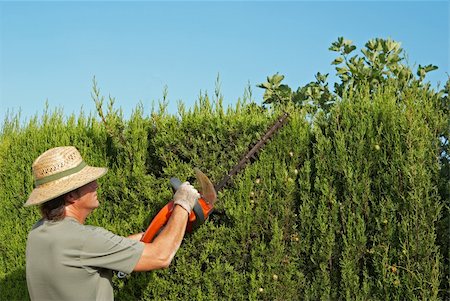 Gardener pruning a hedge with an electric pruner Stock Photo - Budget Royalty-Free & Subscription, Code: 400-04207972