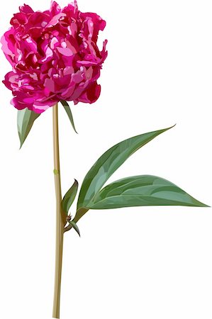 peony art - vector purple peony. flower and stem are in separated layers. filled with solid colors only. Stock Photo - Budget Royalty-Free & Subscription, Code: 400-04208078
