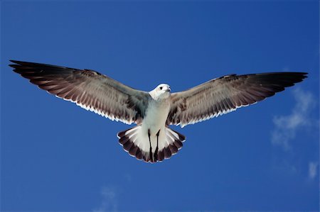 simsearch:400-04651943,k - Seagull flying in the air Foto de stock - Royalty-Free Super Valor e Assinatura, Número: 400-04208133