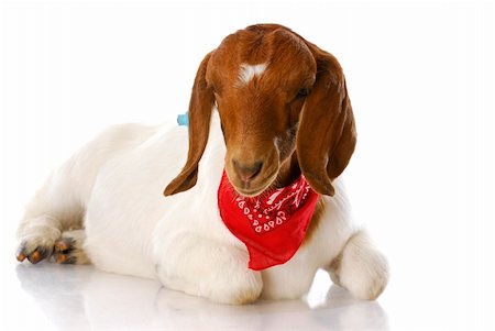 south african boer goat doeling wearing red bandanna with reflection isolated on white background Stock Photo - Budget Royalty-Free & Subscription, Code: 400-04208206