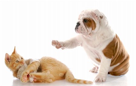 simsearch:400-07123545,k - cute english bulldog puppy bullying kitten with scared expression with reflection on white background Stock Photo - Budget Royalty-Free & Subscription, Code: 400-04208201