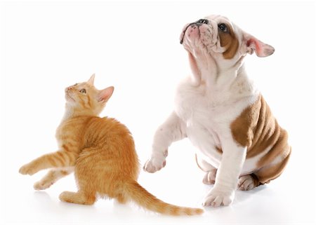 dog and cat together - adorable kitten and puppy looking up with scared expressions with reflection on white background Stock Photo - Budget Royalty-Free & Subscription, Code: 400-04208202