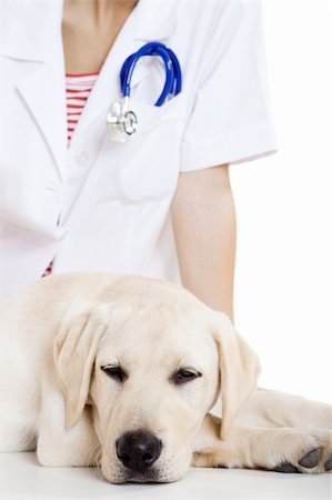 simsearch:400-08372788,k - Young female veterinary taking care of a beautiful labrador dog Stock Photo - Budget Royalty-Free & Subscription, Code: 400-04208264
