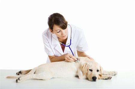 simsearch:400-08372788,k - Young female veterinary taking care of a beautiful labrador dog Stock Photo - Budget Royalty-Free & Subscription, Code: 400-04208265