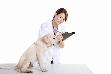 examination folder - Young female veterinary taking care of a beautiful labrador dog Stock Photo - Budget Royalty-Free & Subscription, Code: 400-04208266