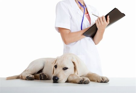simsearch:400-08372788,k - Young female veterinary taking care of a beautiful labrador dog Stock Photo - Budget Royalty-Free & Subscription, Code: 400-04208267