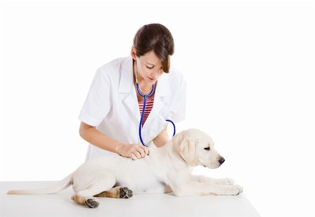 simsearch:400-08372788,k - Young female veterinary taking care of a beautiful labrador dog Stock Photo - Budget Royalty-Free & Subscription, Code: 400-04208262