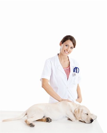 simsearch:400-08372788,k - Young female veterinary taking care of a beautiful labrador dog Stock Photo - Budget Royalty-Free & Subscription, Code: 400-04208263