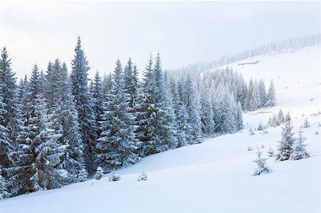 simsearch:400-04800962,k - winter calm dull mountain landscape with fir trees  on slope (Kukol Mount, Carpathian Mountains, Ukraine) Stockbilder - Microstock & Abonnement, Bildnummer: 400-04208315