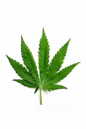 simsearch:400-08289916,k - One hemp (marijuana) leaf isolated on white. Photographie de stock - Aubaine LD & Abonnement, Code: 400-04208471