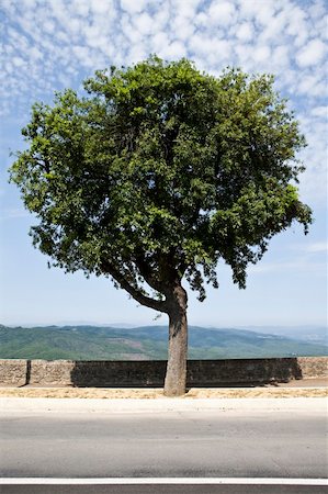 Lonley Olive tree towards Tuscan Valley Stock Photo - Budget Royalty-Free & Subscription, Code: 400-04209479