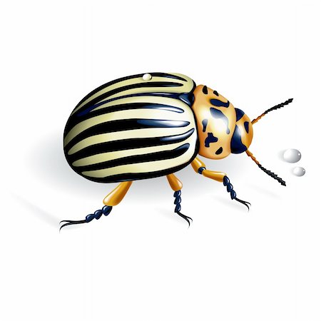 The Colorado potato beetle. Vector illustration Stock Photo - Budget Royalty-Free & Subscription, Code: 400-04209992