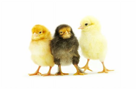 simsearch:400-05194519,k - Cute little baby chicken isolated on white background Foto de stock - Super Valor sin royalties y Suscripción, Código: 400-04200004