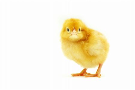 simsearch:400-05194519,k - Cute little baby chicken isolated on white background Foto de stock - Super Valor sin royalties y Suscripción, Código: 400-04200002