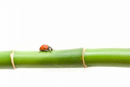 simsearch:400-05883361,k - red ladybug on green grass isolated Photographie de stock - Aubaine LD & Abonnement, Code: 400-04200084