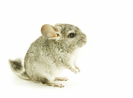 gray chinchilla isolated on white Stock Photo - Budget Royalty-Free & Subscription, Code: 400-04200087