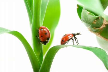 simsearch:400-05883361,k - red ladybug on green grass isolated Photographie de stock - Aubaine LD & Abonnement, Code: 400-04200082