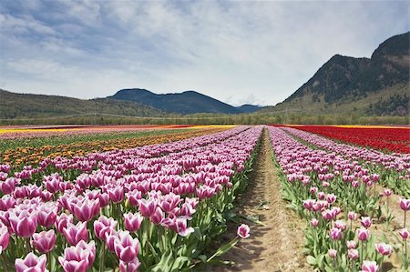 Tulip Festival - Agasiz - British Columbia Photographie de stock - Aubaine LD & Abonnement, Code: 400-04200484