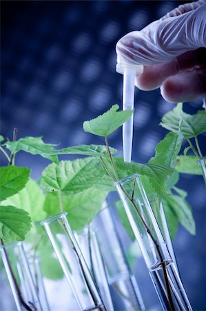 Young seedlings in laboratory Stock Photo - Budget Royalty-Free & Subscription, Code: 400-04200545