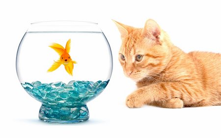 Cat playing with goldfish isolated on white background Stock Photo - Budget Royalty-Free & Subscription, Code: 400-04201019