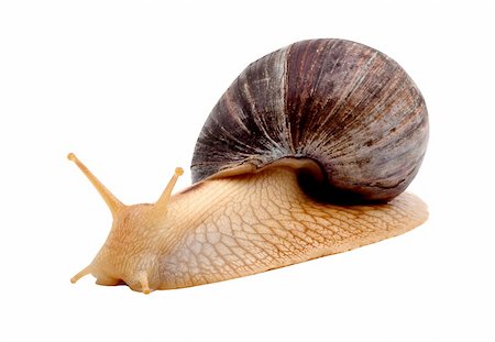 simsearch:400-04740730,k - One brown snail isolated on white background Photographie de stock - Aubaine LD & Abonnement, Code: 400-04201024