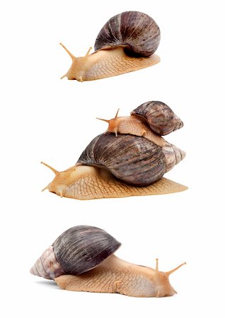 simsearch:400-04740730,k - Brown snails isolated on a white background Photographie de stock - Aubaine LD & Abonnement, Code: 400-04201025