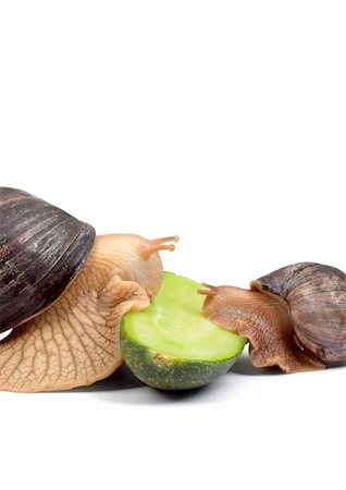 simsearch:400-04740730,k - Two brown snails isolated on white background Photographie de stock - Aubaine LD & Abonnement, Code: 400-04201028