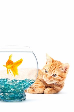 Cat playing with goldfish isolated on white background Stock Photo - Budget Royalty-Free & Subscription, Code: 400-04201035