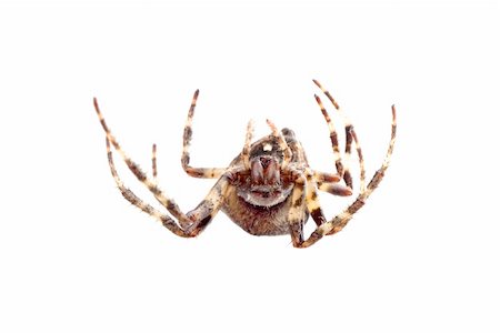 simsearch:400-04645267,k - Big brown spider on a whtie background Stock Photo - Budget Royalty-Free & Subscription, Code: 400-04201036
