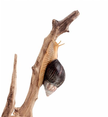 simsearch:400-04740730,k - One brown snail isolated on white background Photographie de stock - Aubaine LD & Abonnement, Code: 400-04201031