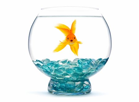 Goldfish in aquarium on white background Stock Photo - Budget Royalty-Free & Subscription, Code: 400-04201597