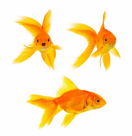 Three goldfishes isolated on a white background Stock Photo - Budget Royalty-Free & Subscription, Code: 400-04201600