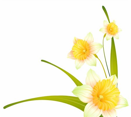 simsearch:400-04700655,k - drawing of beautiful narcissus flower with green branch Stockbilder - Microstock & Abonnement, Bildnummer: 400-04201945