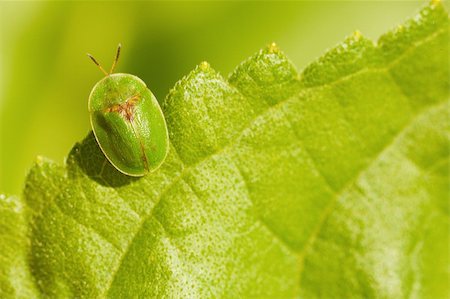 simsearch:400-04989239,k - A little green bug sitting on the edge of the leaf Fotografie stock - Microstock e Abbonamento, Codice: 400-04201953
